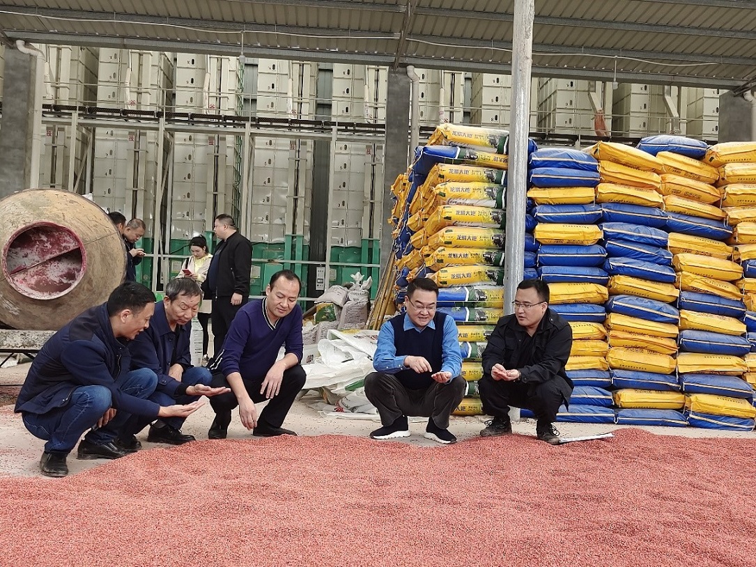 集團公司黨委書記、董事長鄧華一行前往仁壽種植基地調(diào)研