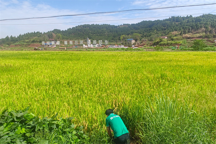 1662370757893700.jpg 仁壽5.jpg